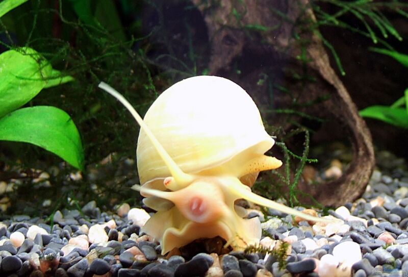 Lanistes lybicus im Aquarium halten (Einrichtungsbeispiele mit Gerillte Apfelschnecke)