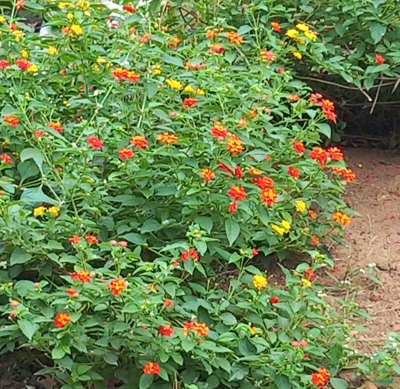 Lantana camara im Garten pflanzen (Einrichtungsbeispiele mit Wandelröschen)