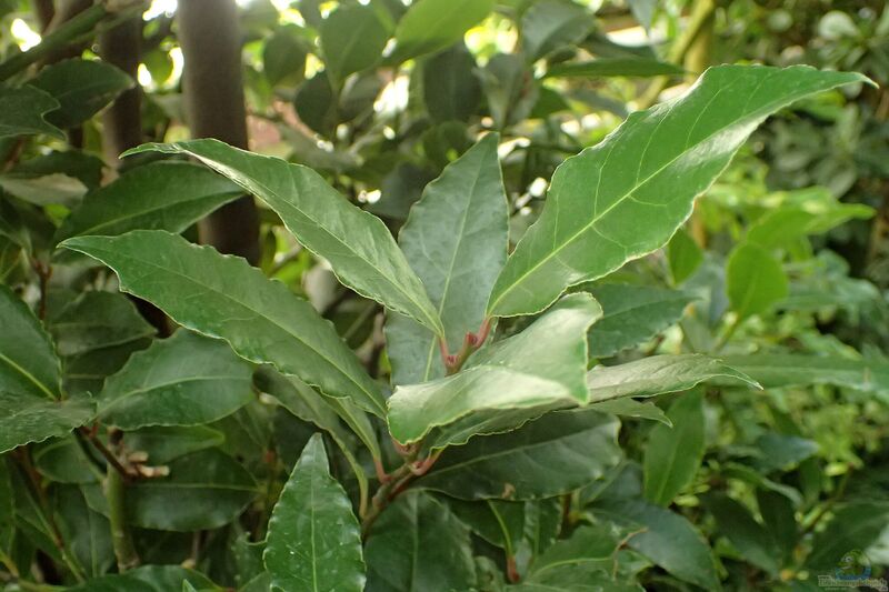 Laurus nobilis im Garten pflanzen (Einrichtungsbeispiele mit Lorbeer)