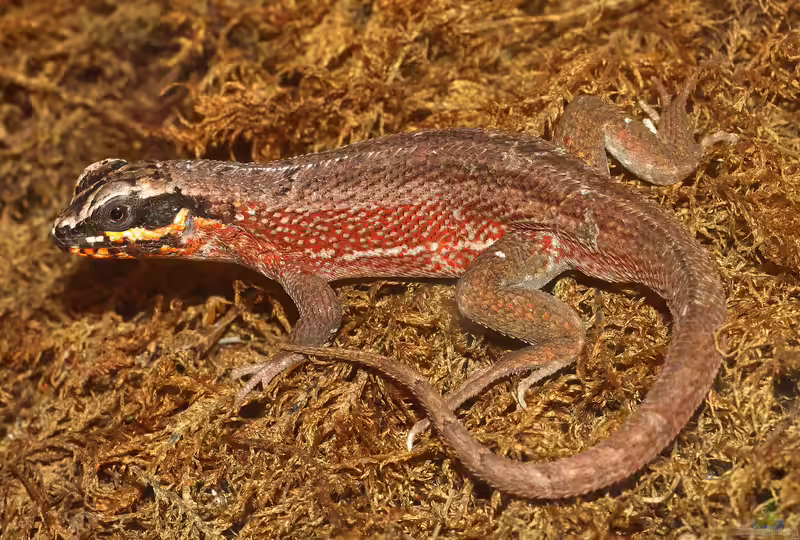 Leiocephalus personatus im Terrarium halten (Informationen zu Bunter Haiti-Maskenleguan)