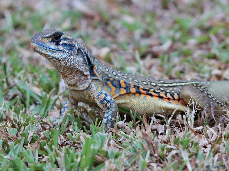 Leiolepis belliana im Terrarium halten (Einrichtungsbeispiele für Schmetterlingsagame)