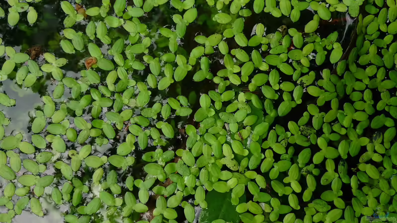 Lemna minor im Aquarium pflanzen (Einrichtungsbeispiele mit Kleine Wasserlinse)