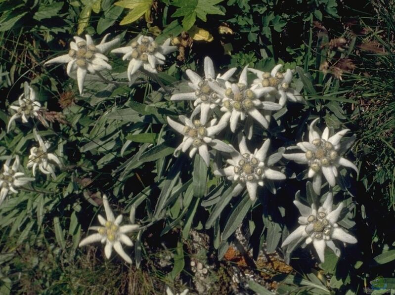 Leontopodium alpinum im Garten pflanzen (Einrichtungsbeispiele mit Alpen-Edelweiß)