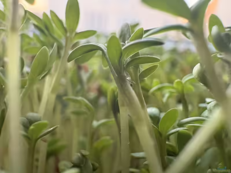 Lepidium sativum im Garten pflanzen (Einrichtungsbeispiele mit Gartenkresse)