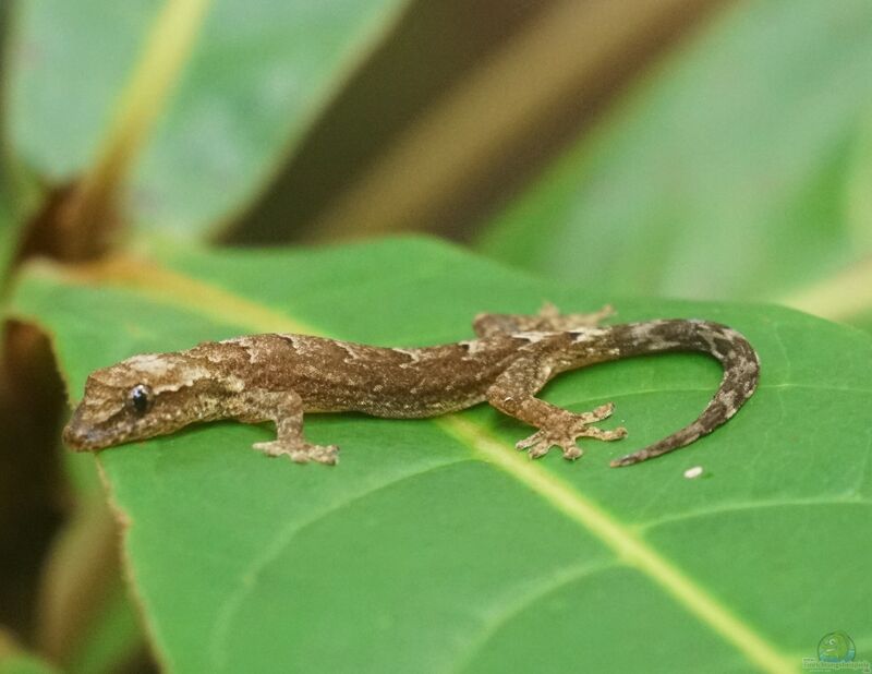 Lepidodactylus lugubris im Terrarium halten (Einrichtungsbeispiele mit Jungferngeckos)