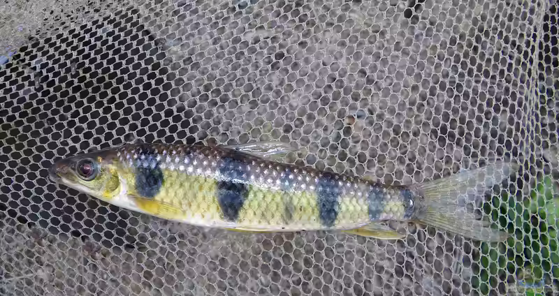 Leporinus maculatus im Aquarium halten (Einrichtungsbeispiele für Leporinus maculatus)