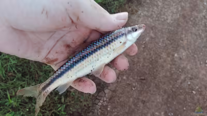 Leporinus striatus im Aquarium halten (Einrichtungsbeispiele für Gestreifter Leporinus)