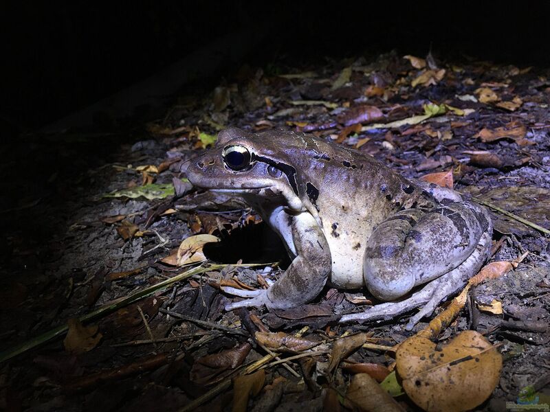 Leptodactylus fallax im Terrarium halten (Einrichtungsbeispiele für Kubanischer Ochsenfrosch)