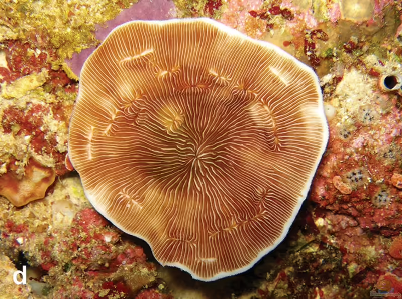 Leptoseris glabra im Aquarium halten (Einrichtungsbeispiele für Großpolypige Steinkoralle)