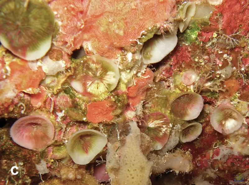 Leptoseris troglodyta im Aquarium halten (Einrichtungsbeispiele für Großpolypige Steinkoralle)