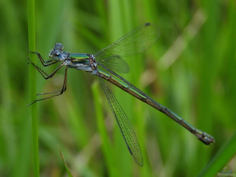 Lestes sponsa im Garten (Einrichtungsbeispiele mit Gemeine Binsenjungfer)