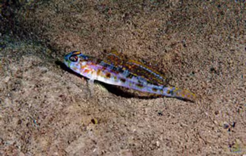 Lesueurigobius friesii im Aquarium halten (Einrichtungsbeispiele für Fries-Grundel)