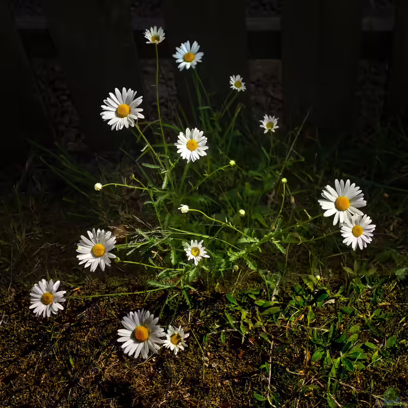 Leucanthemum ircutianum im Garten pflanzen (Einrichtungsbeispiele mit Fettwiesen-Margerite)