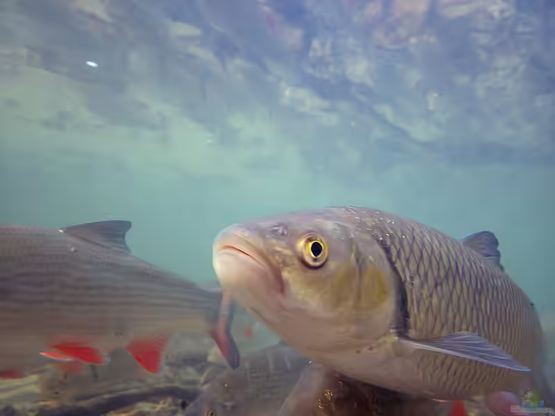 Leuciscus cephalus im Gartenteich halten (Einrichtungsbeispiele für Döbel)