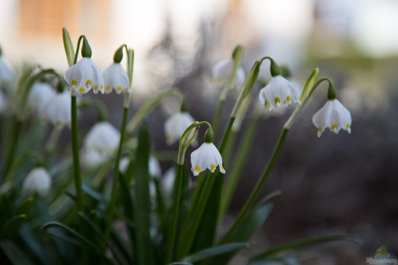 Leucojum vernum im Garten pflanzen (Einrichtungsbeispiele mit Märzenbecher)