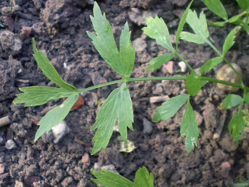 Levisticum officinale am Gartenteich (Einrichtungsbeispiele mit Liebstöckel)