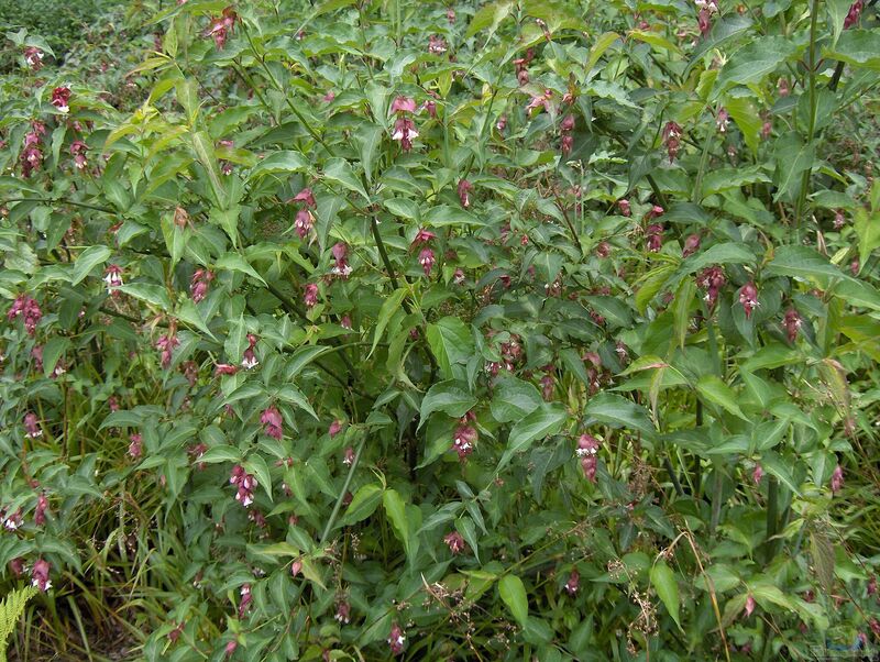 Leycesteria formosa im Garten pflanzen (Einrichtungsbeispiele mit Schöne Leycesterie)