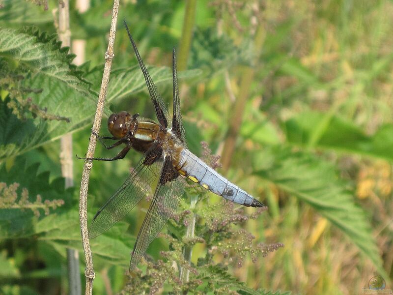 Libellula depressa am Gartenteich (Einrichtungsbeispiele mit Plattbauchlibelle)