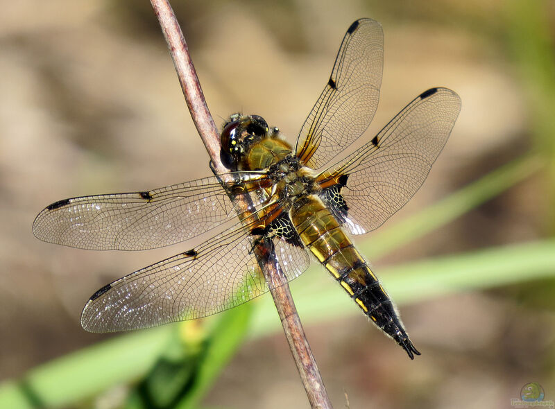 Libellula quadrimaculata am Gartenteich (Einrichtungsbeispiele mit Vierflecklibelle)