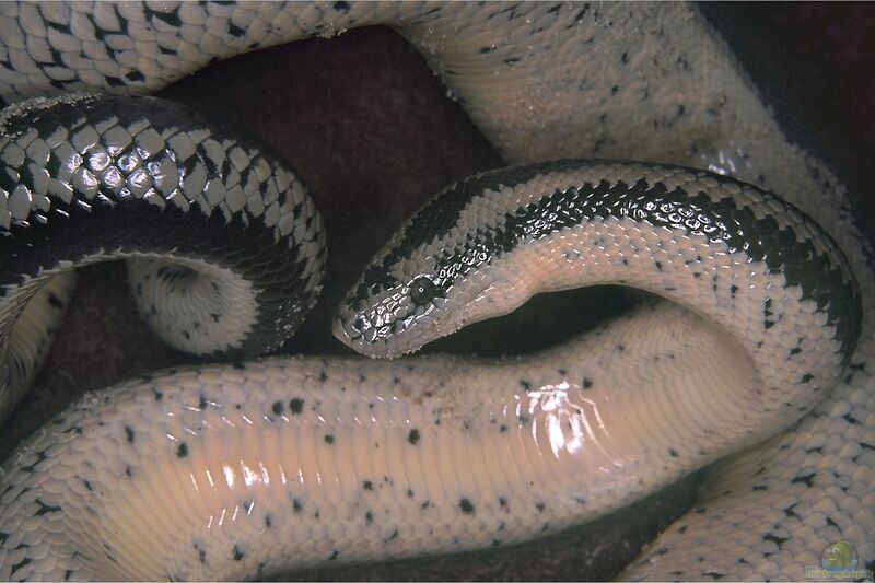 Lichanura trivirgata im Terrarium halten (Einrichtungsbeispiele mit Rosenboa)