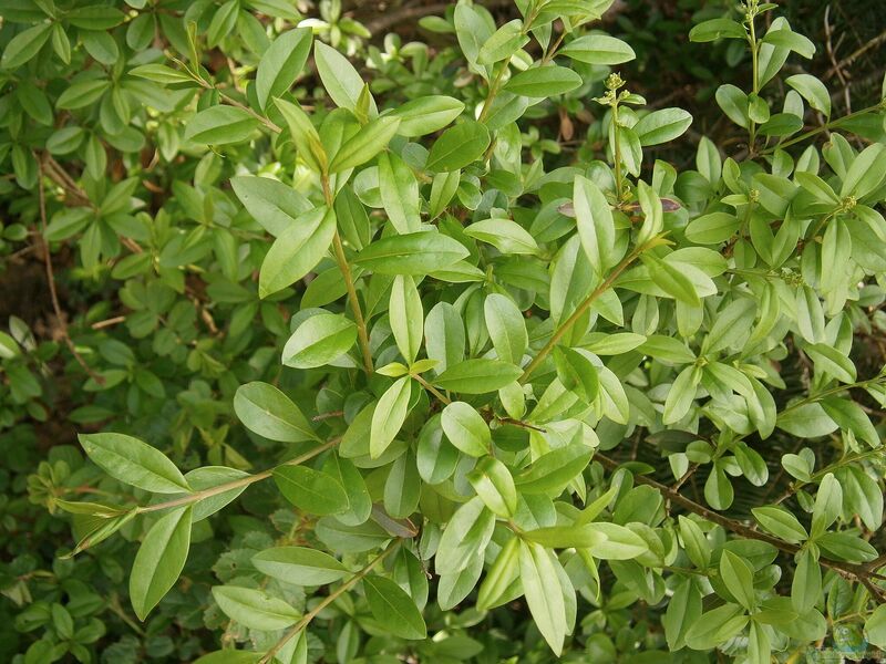 Ligustrum vulgare am Gartenteich pflanzen (Einrichtungsbeispiele mit Gewöhnlicher Liguster)