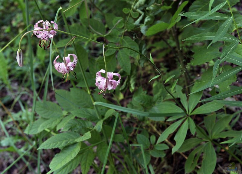 Lilium martagon im Garten pflanzen (Einrichtungsbeispiele mit Türkenbundlilien)