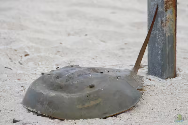 Limulus polyphemus im Aquarium halten (Einrichtungsbeispiele für Atlantischer Pfeilschwanzkrebs)