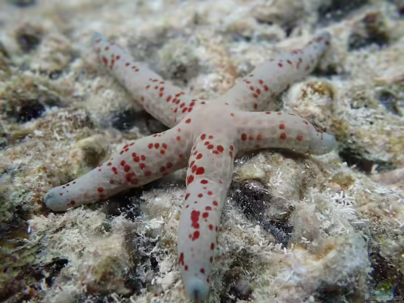 Linckia multifora im Aquarium halten (Einrichtungsbeispiele für Löchriger Seestern)