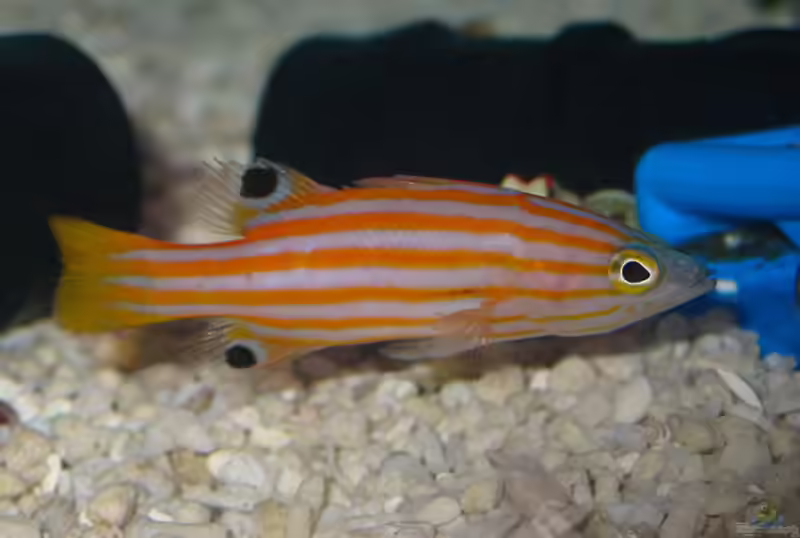 Liopropoma swalesi im Aquarium halten (Einrichtungsbeispiele für Zwergzackenbarsch)