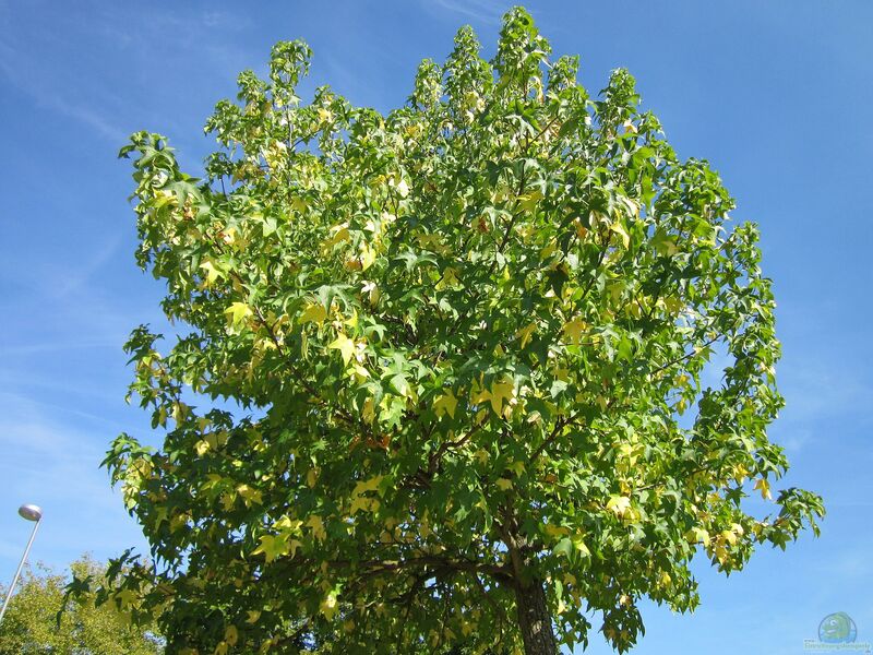 Liquidambar styraciflua im Garten pflanzen (Einrichtungsbeispiele mit Amerikanischer Amberbaum)