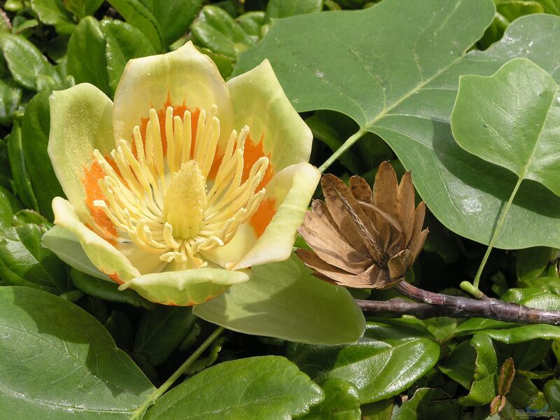 Liriodendron tulipifera im Garten pflanzen (Einrichtungsbeispiele mit Tulpenbaum)