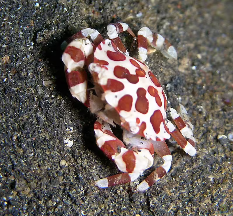 Lissocarcinus orbicularis im Aquarium halten (Einrichtungsbeispiele für Seewalzen-Schwimmkrabbe)
