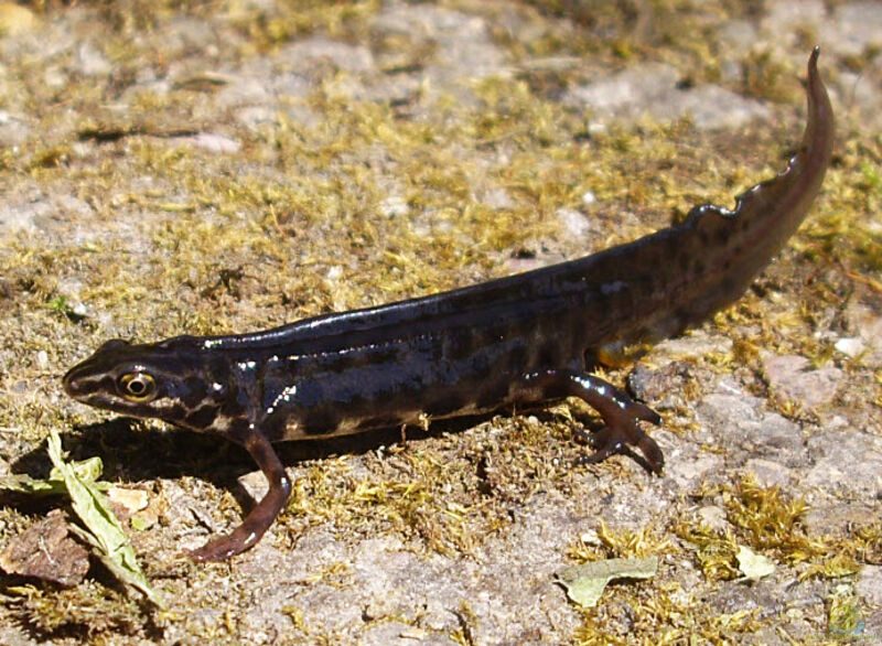 Lissotriton vulgaris im Gartenteich halten (Einrichtungsbeispiele für Teichmolche)