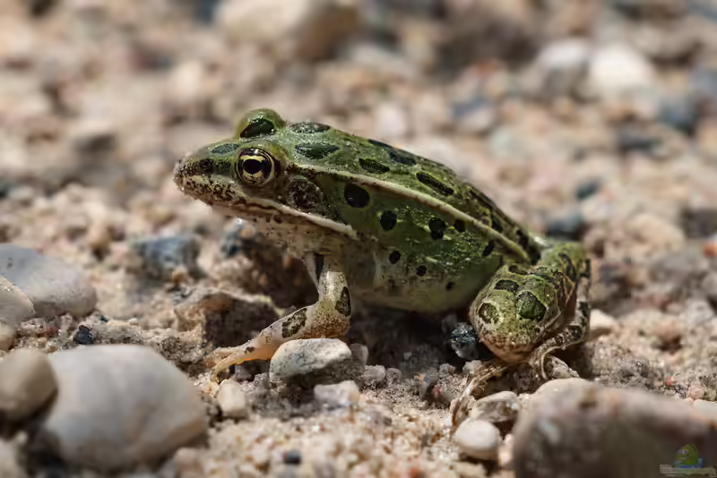 Lithobates pipiens im Terrarium halten (Einrichtungsbeispiele mit Leopardfrosch)