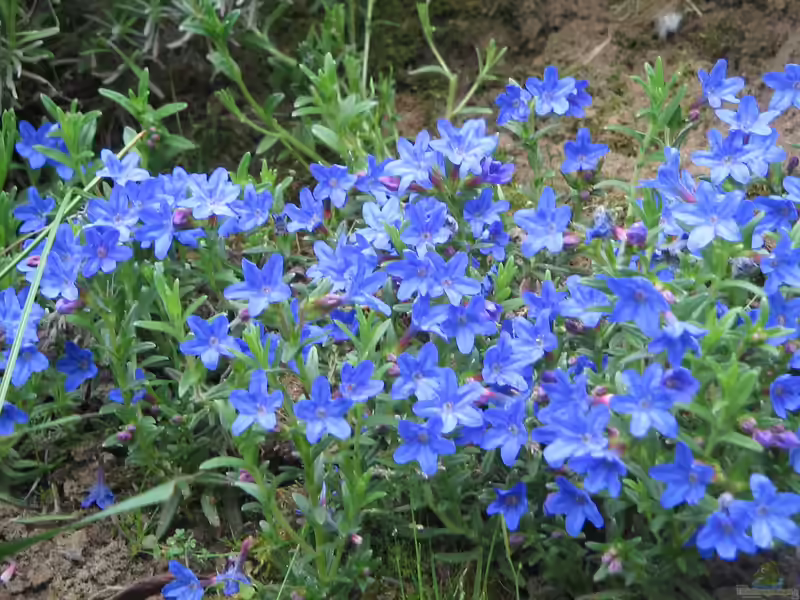 Lithodora diffusa im Garten pflanzen (Einrichtungsbeispiele mit Steinsame)