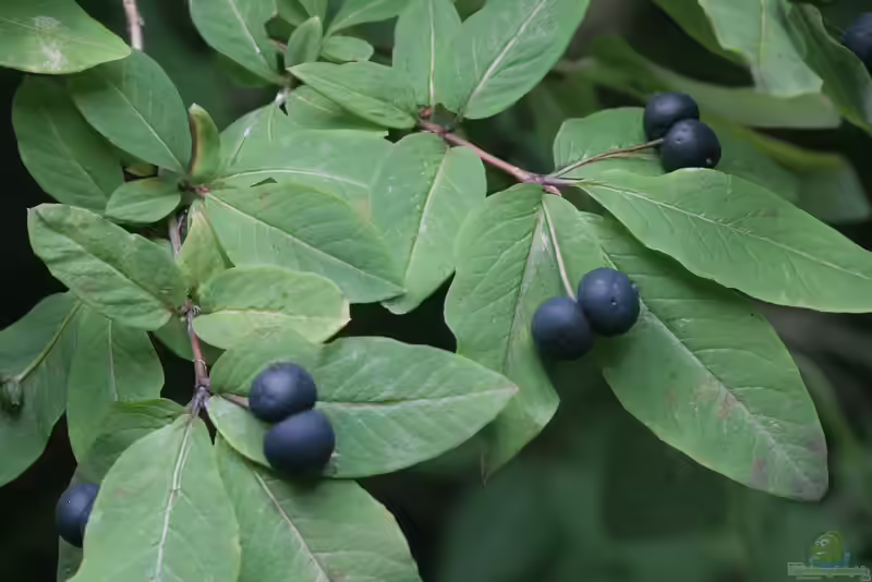 Lonicera nigra im Garten pflanzen (Einrichtungsbeispiele mit Schwarze Heckenkirsche)
