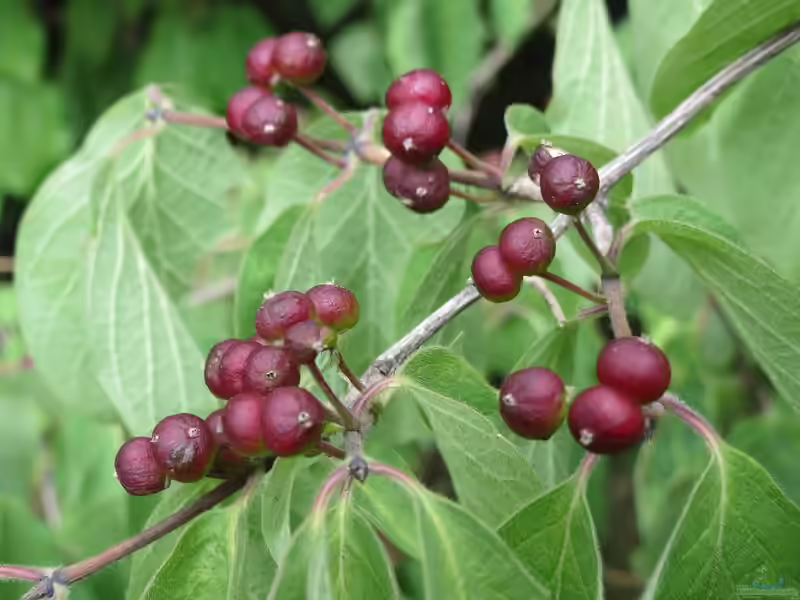 Lonicera xylosteum im Garten pflanzen (Einrichtungsbeispiele mit Rote Heckenkirsche)
