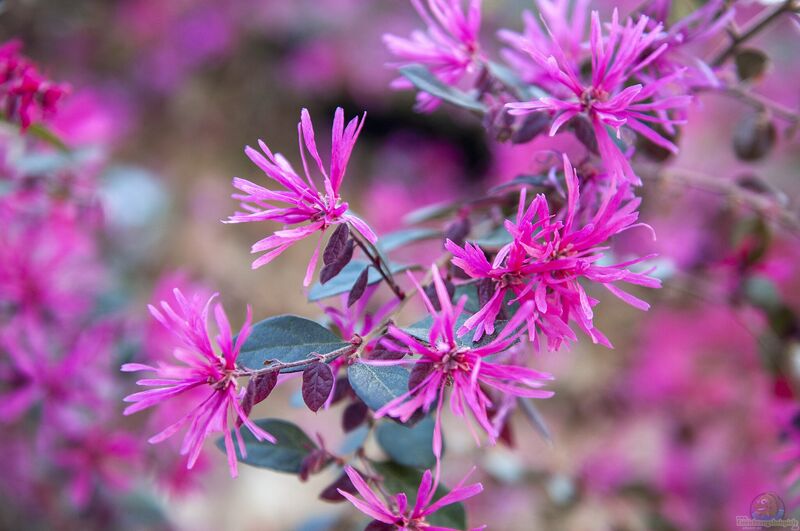 Loropetalum chinense im Garten pflanzen (Einrichtungsbeispiele mit Riemenblüte)