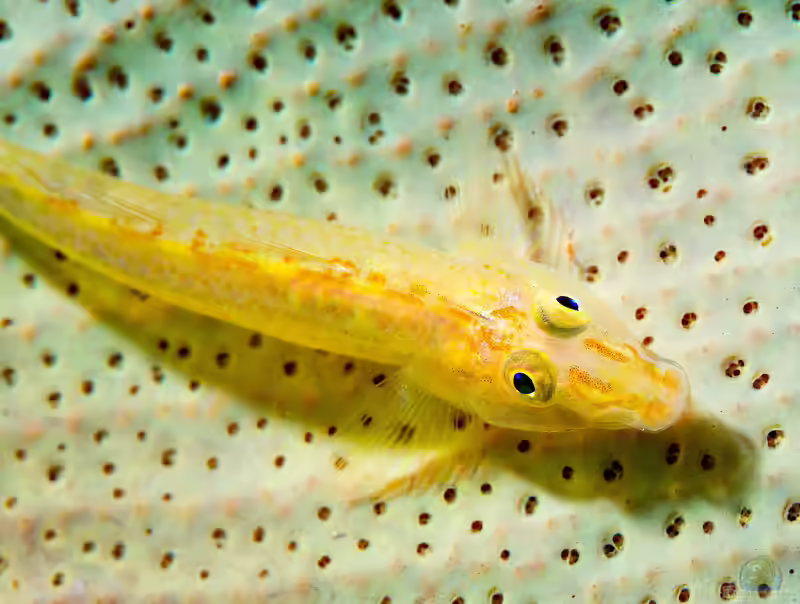 Luposicya lupus im Aquarium halten (Einrichtungsbeispiele für Luposicya lupus)
