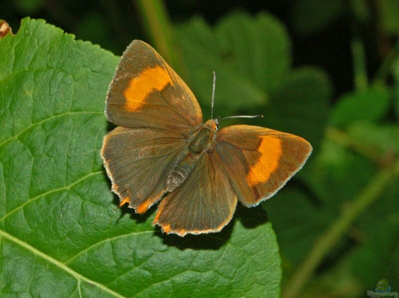 Lycaenidae im Garten (Einrichtungsbeispiele für Bläulinge)