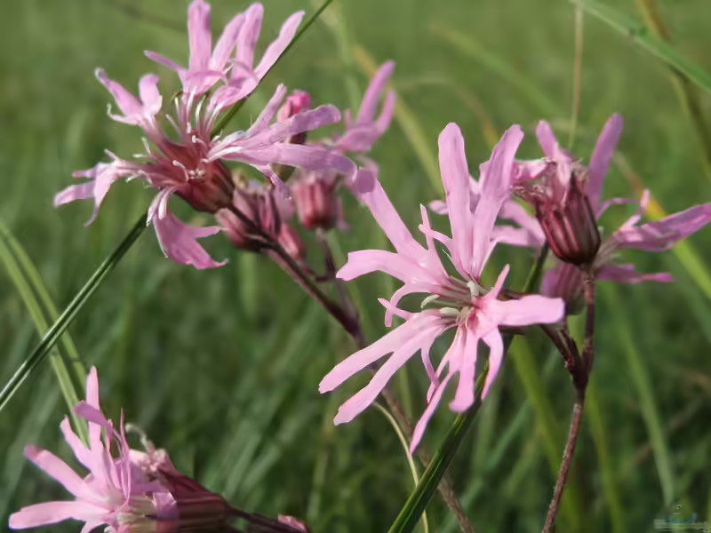 Lychnis flos-cuculi am Gartenteich (Einrichtungsbeispiele mit Kuckucks-Lichtnelke)