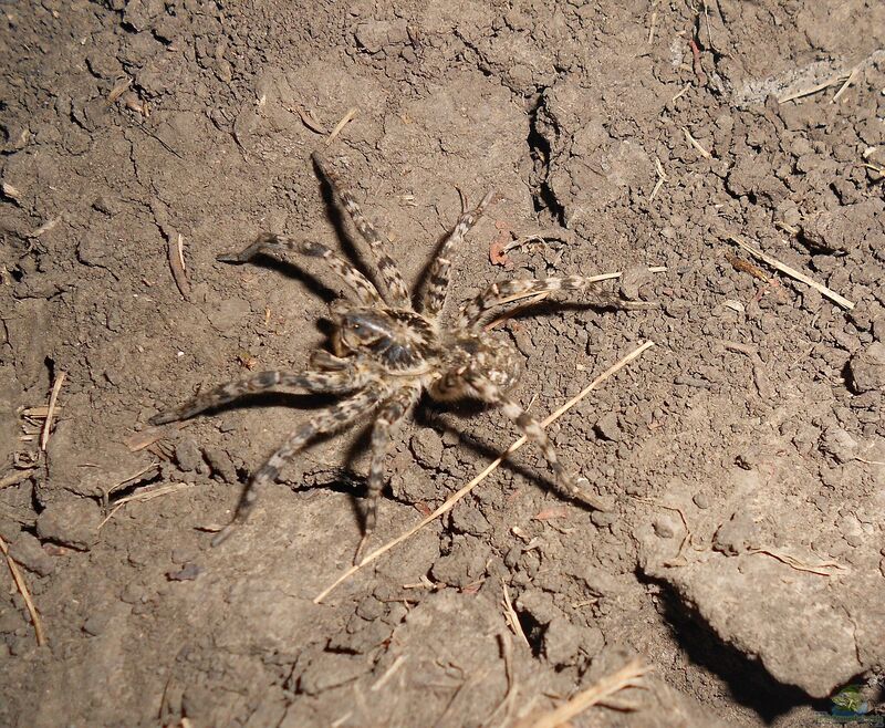 Lycosa singoriensis im Terrarium halten (Die Steppenwolfspinne als Haustier)