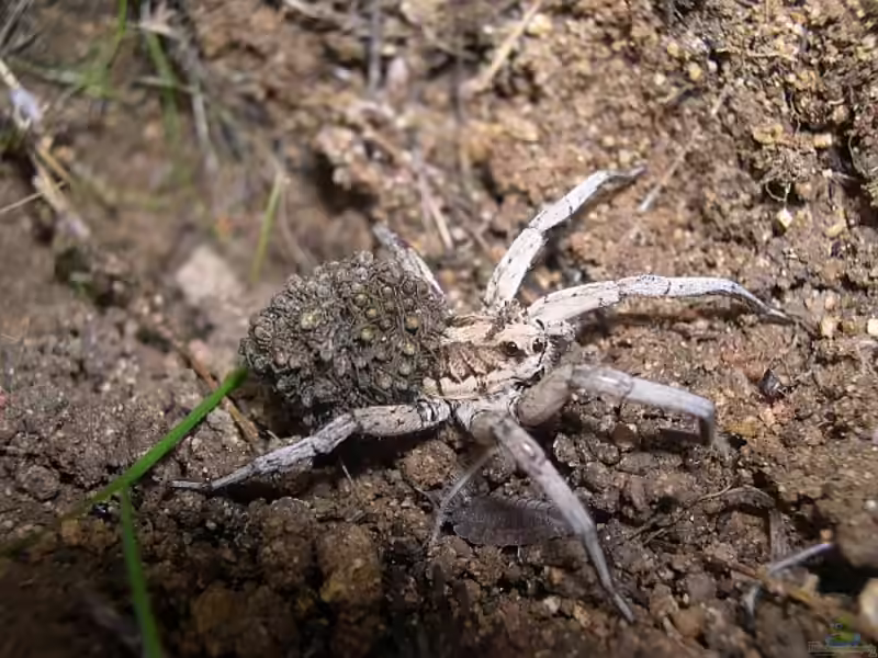 Lycosa tarantula im Terrarium halten (Die Wolfsspinne als Haustier)