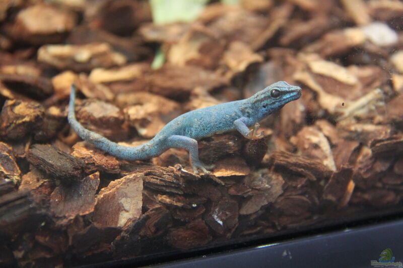 Lygodactylus williamsi im Terrarium halten (Einrichtungsbeispiele mit Himmelblauer Zwergtaggecko)