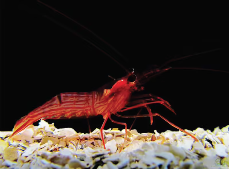 Lysmata ankeri im Aquarium halten (Einrichtungsbeispiele für Ankers-Pfefferminzgarnele)