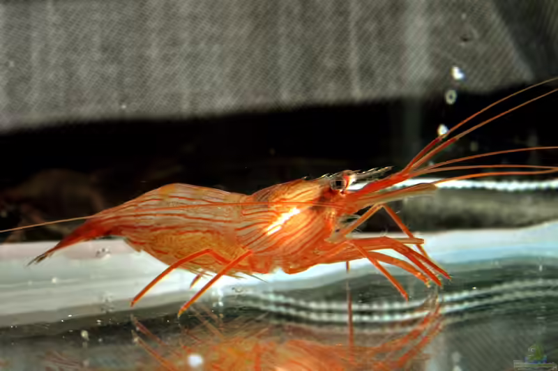 Lysmata boggessi im Aquarium halten (Einrichtungsbeispiele für Putzergarnele)