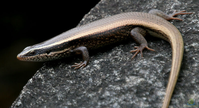 Mabuya macularia im Terrarium halten (Einrichtungsbeispiele für Gefleckter Skink)