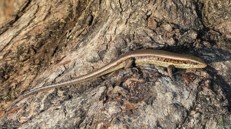 Mabuya multifasciata im Terrarium halten (Einrichtungsbeispiele mit Vielstreifen-Skink)