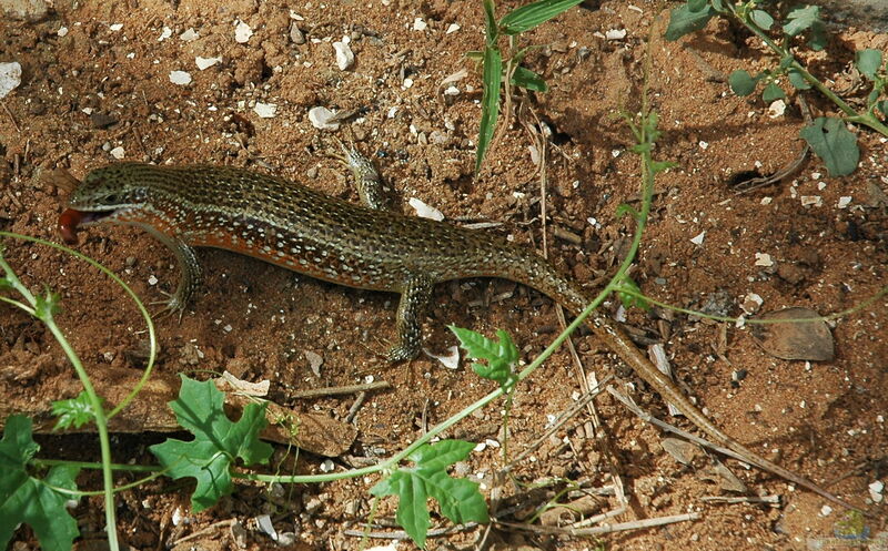 Mabuya perrotetii im Terrarium halten (Einrichtungsbeispiele für Madagaskar-Skink)