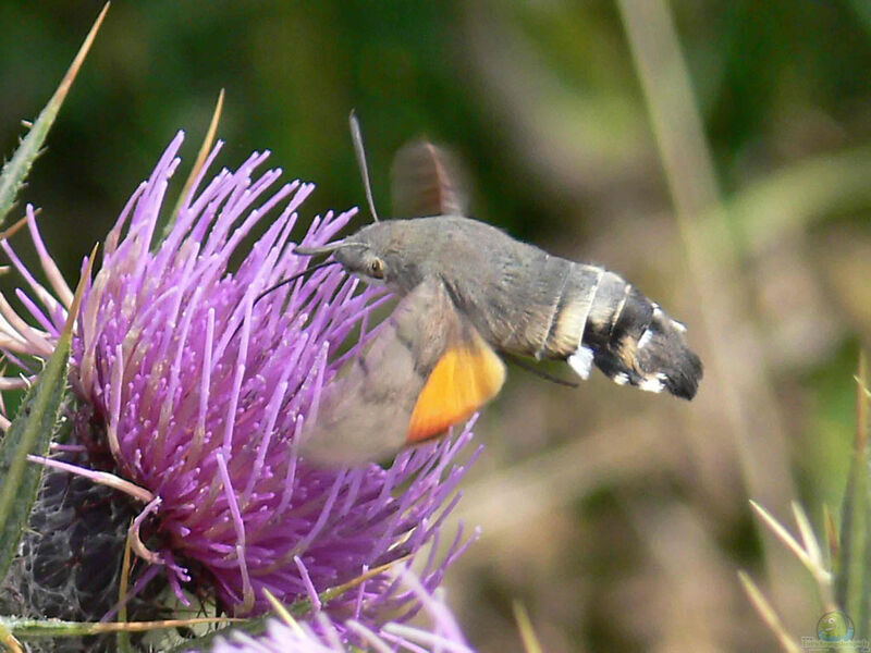 Macroglossum stellatarum am Gartenteich (Einrichtungsbeispiele für Taubenschwänzchen)